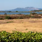 Myrsine Stella - Klodge